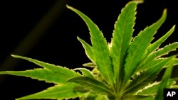 Tanaman ganja di sebuah yayasan yang memberikan ganja untuk keperluan medis di Egg Harbor Township, New Jersey, AS, 22 Maret 2019.