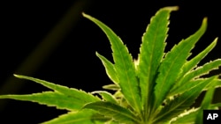 Tanaman ganja di sebuah yayasan yang memberikan ganja untuk keperluan medis di Egg Harbor Township, New Jersey, AS, 22 Maret 2019.