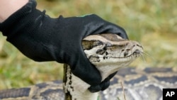 McKayla Spencer, petugas dari Badan Pelestarian Perikanan dan Margasatwa (FWC) memegang ular sanca Burma dalam konferensi pers, di Florida, 3 Juni 2021.