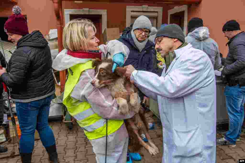 Activists care for a rescued dog at a breeding site in the Hungarian village of Koszegpaty close to the Austrian border after the property was raided by authorities and animal welfare groups in a cross-border cooperation rescued the dogs.&nbsp;Dozens of dogs were rescued from the site. Activists took visibly scared animals out of kennels and dog crates from two warehouse-like buildings, where the floor was covered in carcasses, faces and garbage.&nbsp;