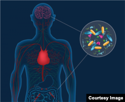Artist’s concept depicting microbes in the gut instigating changes in brain. (CalTech)