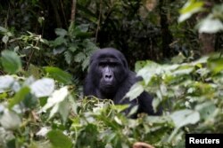 A male mountain gorilla from the Mukiza group is seen in the forest within the Bwindi National Park near the town of Kisoro, Uganda, March 31, 2018.