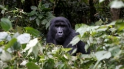 សកម្មជន​បរិស្ថាន​អ៊ូហ្គាន់ដា​ប្រមូល​ផ្តុំ​សិស្ស​សាលា​ដើម្បី​ឲ្យ​ពួកគេ​យល់​ពី​តម្លៃ​ព្រៃឈើ