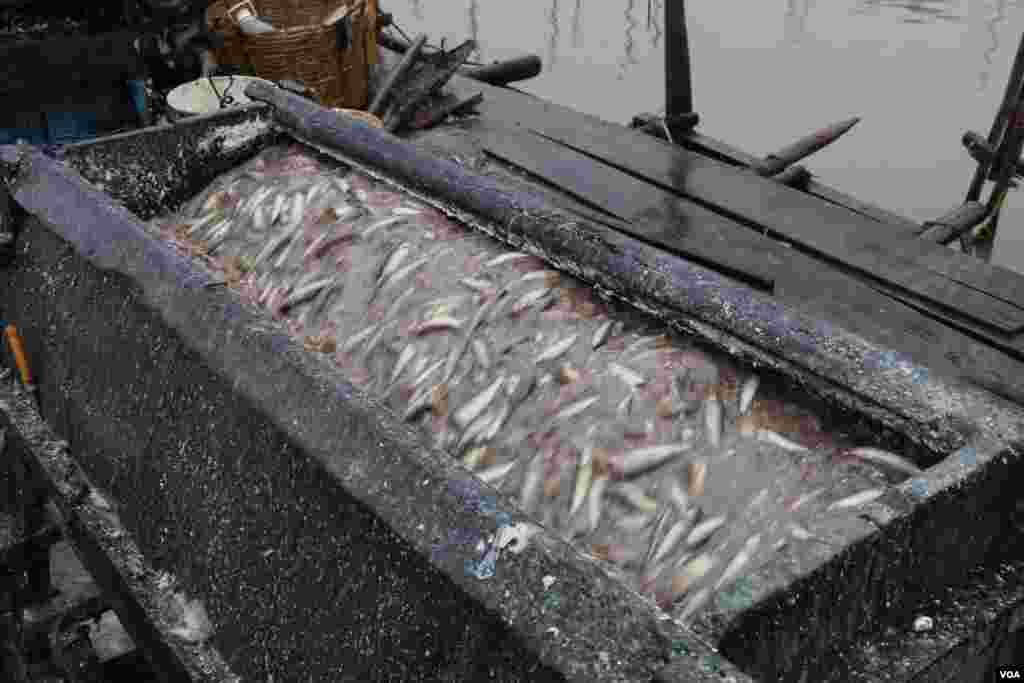 ម៉ាស៊ីនកាត់ក្បាលត្រីសម្រាប់ធ្វើត្រីប្រហុក(ស៊ុន ណារិន/VOA) 