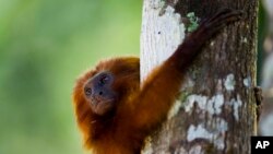 FILE - A golden lion tamarin hug a tree in the Atlantic Forest region of Silva Jardim in Brazil's state of Rio de Janeiro, Oct. 10, 2012. 