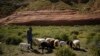 Native Americans Work to Keep Sheep Herding Tradition as Climate Changes