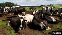 Holstein cows stand inaHolstein cows stand in a field at a farm near Nairn in northern Scotland, Aug. 4, 2010. Britain's food watchdog said it had found that meat from the offspring of a cloned cow had entered the UK food chain and had been eaten, stirring controversy over whether such products are ethical. 