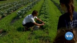 Successful Company Gives Back By Running a Community Farm