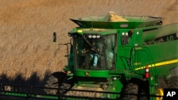 Petani Amerika sedang memanen kacang kedelai di lahan pertaniannya di Loami, Illinois, 21 Oktober 2014.