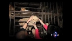 北京看点：广西狗肉节 “舌尖上的罪恶” 杀狗视频惨不忍睹 （视频有刺激镜头请慎入)