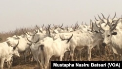 Garken shanu a jihar Neja.