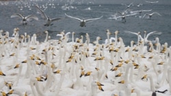 Swans are seen on the Swan lake at Rongcheng national swan nature reserve in Weihai, Shandong province, China January 8, 2018.