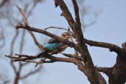 FILE - This March 2, 2013 photo shows a kingfisher in Botswana’s Okavango Delta.