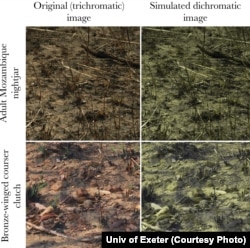 A side-by-side comparison of the same images, seen as a trichromat (left) and a dichromat (right).