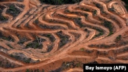Survei udara "Greenpeace" di Kabupaten Barito Utara, Kalimantan Tengah menunjukkan penebangan hutan untuk pembukaan lahan perkebunan kelapa sawit tahun 2014. (Foto: AFP/Bay Ismoyo)