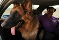 Hebatallah Adel, anggota 'Aleefcom paxi untuk transportasi hewan peliharaan', duduk di samping seekor anjing di dalam mobil, di Kairo, Mesir, 20 Maret 2021. (REUTERS / Hanaa Habib)