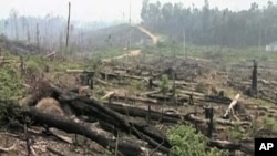 Illegal Logging Down by One Quarter Worldwide