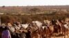 Cattle Dying as Seasonal Rains Fail in Ethiopia