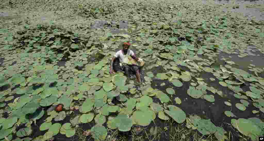 Seorang pria mengumpulkan bunga teratai untuk dijual, di kolam Bindu Sagar di kota Bhubaneswar, India.