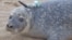 This harbor seal was among some 100 tagged with a GPS phone tag for the study. (Credit: Current Biology)