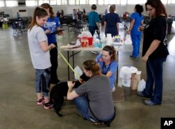 Sarah Montoya, second from right, tends to a dog in the Holshouser Building on the N.C. State Fairgrounds in Raleigh, Sept. 17, 2018.