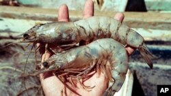 Kegiatan memancing udang ini muncul di Taiwan Selatan hampir 25 tahun lalu di tambak-tambak udang umum (foto: dok).