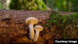 Some mushrooms grow from dead trees.