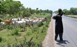 FILE - A Fulani herder watches his cows near Ouangolodougou, northern Ivory Coast close to the Burkina Faso and Mali borders, June 24, 2020.