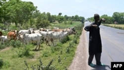 FILE - A fulani herder watches his cows near Ouangolodougou, northern Ivory Coast, close to the Burkina Faso and Mali borders, June 24, 2020. 