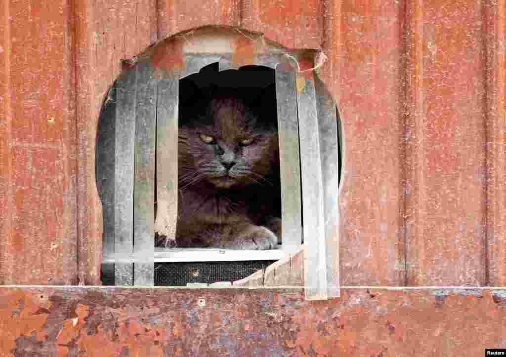 Calin ឆ្មារ​ពូជអឺរ៉ុប​មួយ​ក្បាល​ស្ថិត​ក្នុង​សមាគម&laquo;Les Petits Vieux&raquo; ដែល​ជា​ទីជម្រក​របស់​សត្វ​វ័យ​ចំណាស់​ជាច្រើន​ដូច​ជា​សត្វ​សុនខ ឆ្មារ ជ្រូក​ និង​ពពែ​ក្នុង​ទីក្រុង​ Chievres ប្រទេស​បែលហ្ស៊ិក។