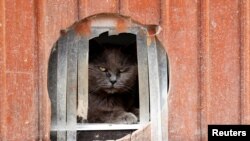 FILE - A cat is pictured at Les Petits Vieux, a home for dozens of elderly animals in Chievres, Belgium. U.S. officials say "there is no evidence" that pets play a role in spreading the coronavirus.