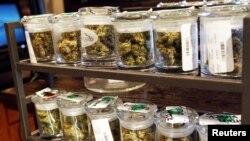Beberapa varietas putik marijuana, diperagakan untuk penjualan di pusat marijuana untuk pengobatan di Denver tanggal 2 April 2012 (foto: REUTERS/Rick Wilking)
