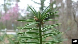 Ethiopia Prime Minister Hailemariam Desalegn.