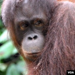 Orangutan seperti ini bergantung pada hutan-hutan di Sumatera sebagai tempat berlindung mereka.