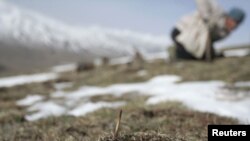 អ្នកជីករក​ផ្សិត​ដង្កូវ​នៅ​តំបន់​ភ្នំ Guide ខេត្ត Qinghai ភាគខាងលិច​ប្រទេស​ចិន។