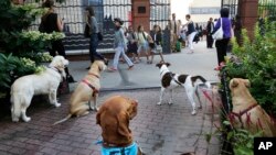 FILE - Dogs that are leashed to a fence outside of PS234, watch as school children line up to enter, Sept. 9, 2013, in New York.