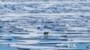 Arctic Losing Its Ice Sheet