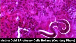 Roundworm larva mature in the liver before migrating to the lungs.