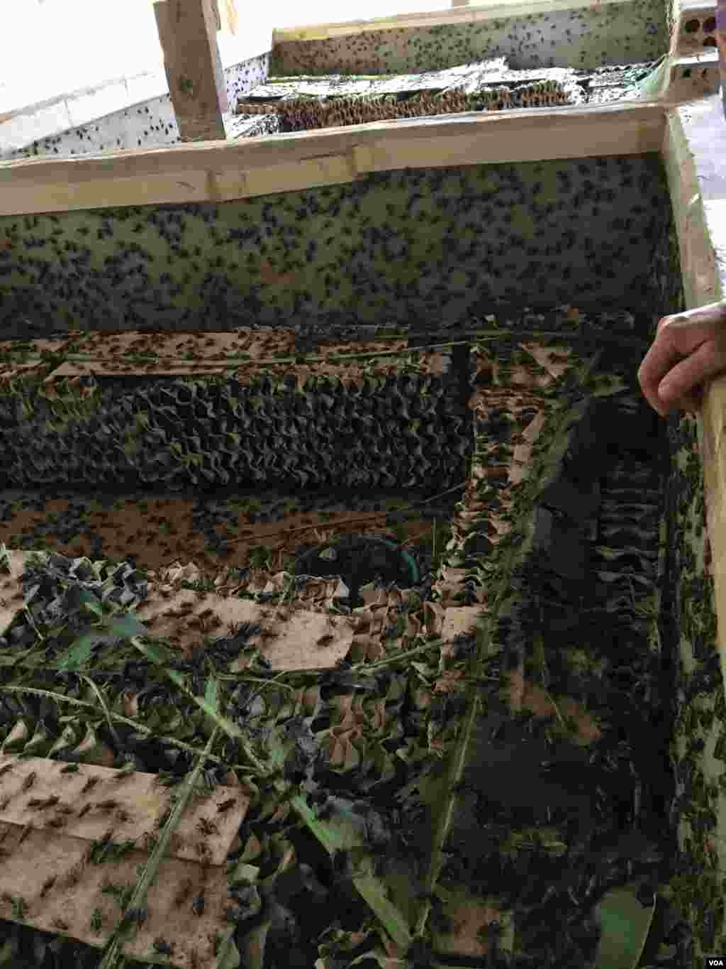 សត្វ​ចង្រិត​ត្រូវ​បាន​ចិញ្ចឹម​រយៈពេល​មួយ​​ខែដប់ថ្ងៃ ទើប​ចាប់​លក់​បាន​តម្លៃ​១១.០០០រៀល ក្នុង​មួយ​គីឡូក្រាម នៅ​ក្នុង​ភូមិ​ច្រាប ឃុំ​ដើមដូង ស្រុក​អង្គរជ័យ ខេត្ត​កំពត នៅ​ថ្ងៃ​ទី​៧ ខែ​កុម្ភៈ ឆ្នាំ២០១៧ ។ (សើ សាយ្យាណា/VOA)