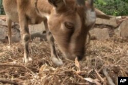 The Guerrieres have been forced to sell some of their livestock to pay for food.