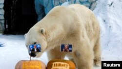 Felix, l'ours polaire, se tient devant les citrouilles gravés par les portraits de Clinton et de Trump, au zoo de Royev Ruchey, à Krasnoyarsk, en Siberie, le 7 novembre 2016.