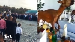 ქორწილი აფხაზურად: როგორ მოახერხა ბოევიკმა ციკნების ზუგდიდში შეწვა?