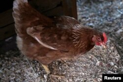 Chickens scratch at the ground with their feet. Chicken scratch is also slang for bad handwriting.