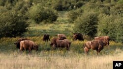 A herd of bisons graze on grass at a wildlife sanctuary in Milovice, Czech Republic, July 28, 2020. Wild horses, bison and other big-hoofed animals once roamed freely in much of Europe. (AP)