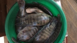 Reportage de Kayi Lawson, correspondante à Lomé pour VOA Afrique