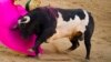 Matador Dies at Spanish Bullfight