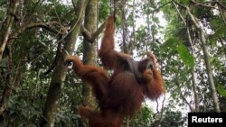 រូបភាព​ឯកសារ​៖ សត្វស្វាធំក្រហម​តោង​ដើម​ឈើ​មួយ​ក្នុង​ឧទ្យាន​ជាតិ​ Gunung Leuser ក្នុង​ស្រុក​ Langkat ភាគ​ខាង​ជើង​ខេត្ត​ស៊ូម៉ាត្រា​ក្នុង​ប្រទេស​ឥណ្ឌូនេស៊ី។