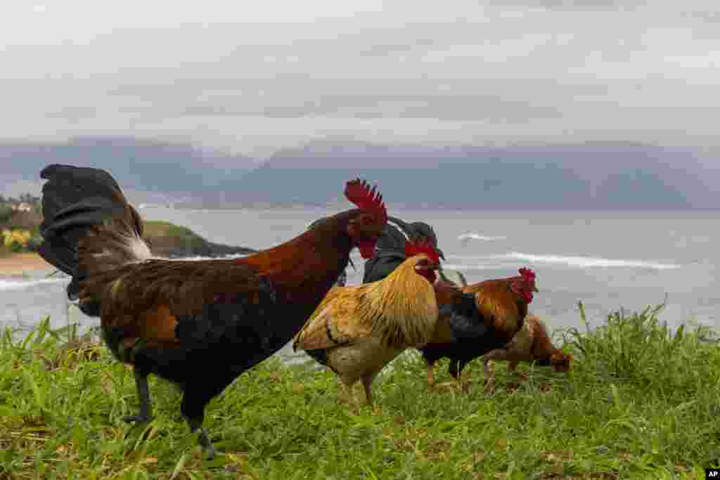 جزیرۀ پایا در ایالت هاوایی ایالات متحده