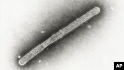 FILE - This 2005 electron microscope image from the U.S. Centers for Disease Control shows an avian influenza A H5N1 virion. The USDA on Oct. 30, 2024, said the H5NI bird flu has been found in a pig — the first time that has happened in the country.