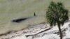 Dozens of Whales Beached in Florida's Everglades
